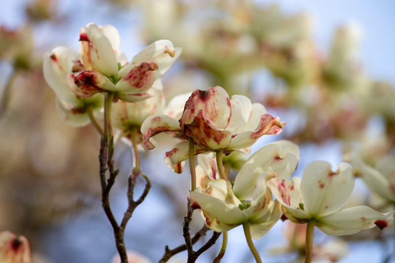 Spot Anthracnose on Dogwood, Cornus florida Anthracnose