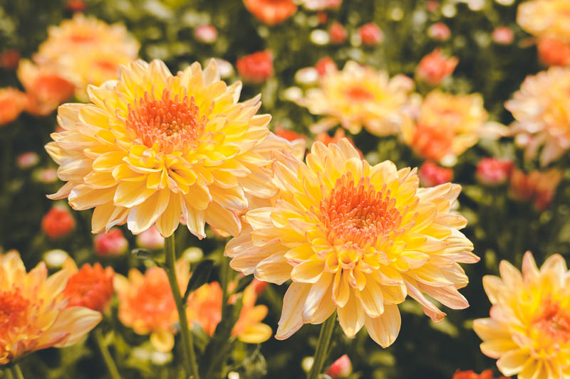 Hardy chrysanthemum: The best hardy chrysanthemums for the garden