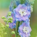 Delphinium, Delphinium Flowers, Larkspur