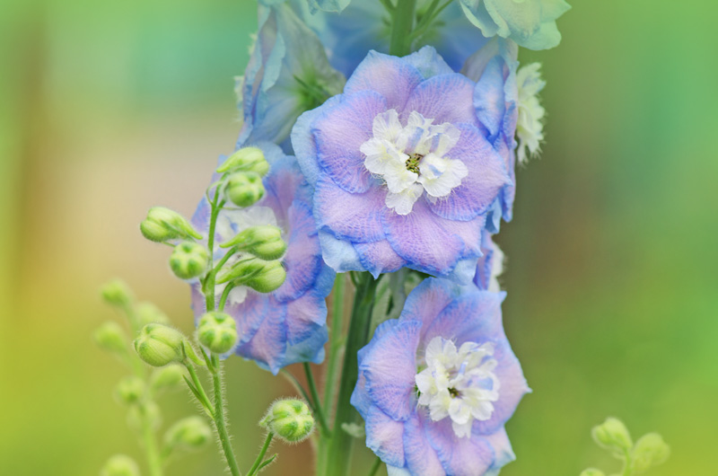 Delphinium, Delphinium Flowers, Larkspur