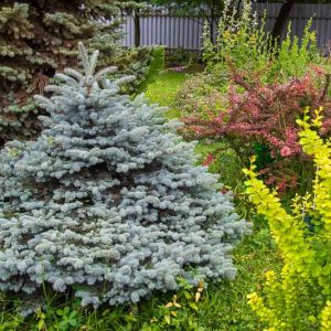 Picea pungens, Colorado Blue Spruce, Blue Spruce