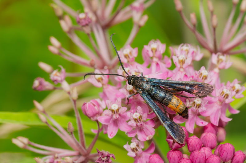 Peachtree Borer Moth