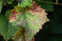 Anthracnose of grapes