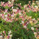 Honeysuckle, Lonicera etrusca, Etruscan honeysuckle