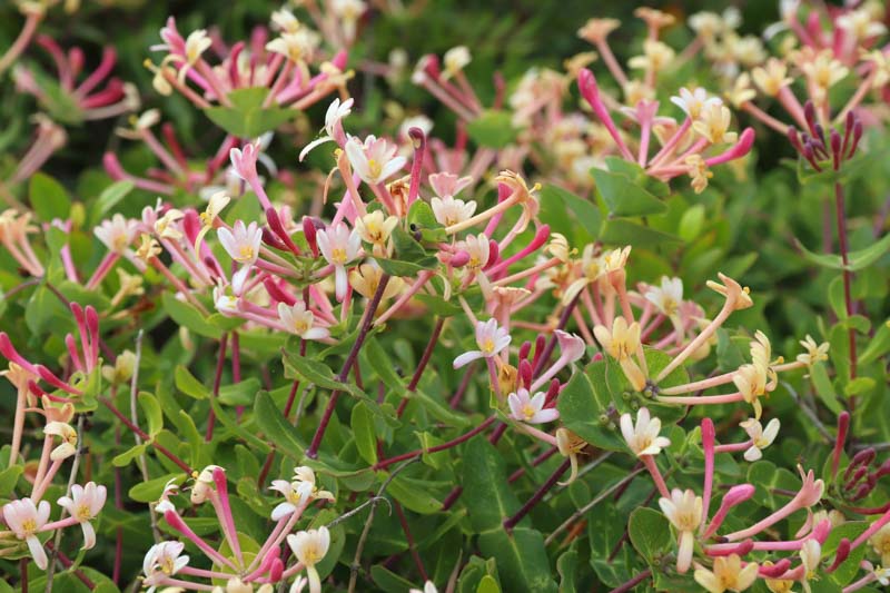 Honeysuckle, Lonicera etrusca, Etruscan honeysuckle