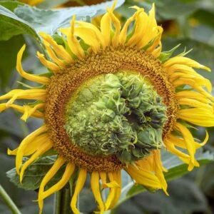 Aster Yellows