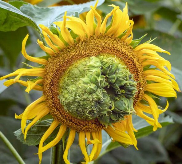 Aster Yellows