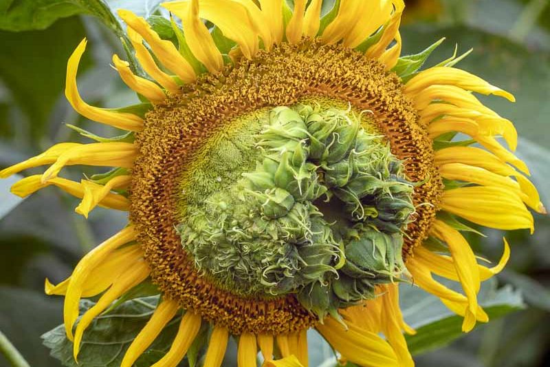 Aster Yellows
