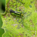 four-lined plant bug, fourline plant bug, four line plant bug