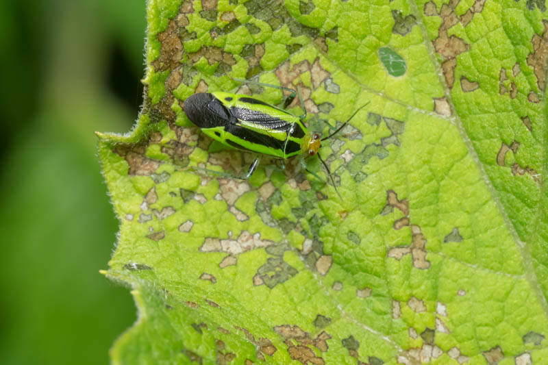 four-lined plant bug, fourline plant bug, four line plant bug