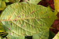 Bacterial leaf spot, leaf blight 