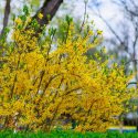 Forsythia, Yellow Flowers, Yellow Spring Flowers