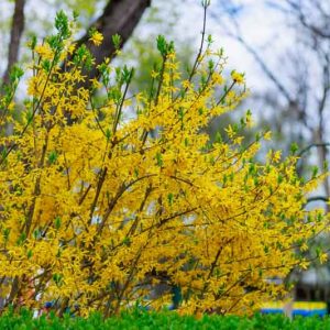 Forsythia, Yellow Flowers, Yellow Spring Flowers