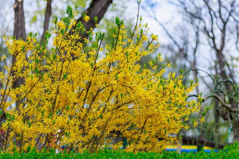 Forsythia, Yellow Flowers, Yellow Spring Flowers