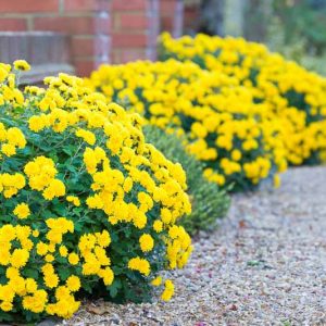 Chrysanthemum, Mums, Garden Mums