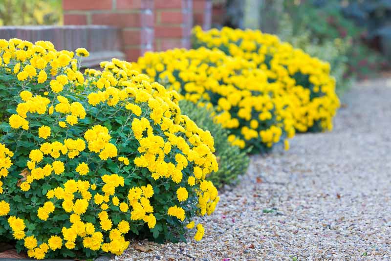 Chrysanthemum, Mums, Garden Mums