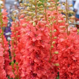 Red Delphinium, Red Larkspur, Red Flowers, Delphinium 'Red Lark'