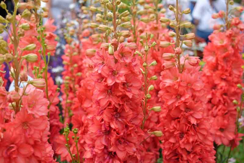 Red Delphinium, Red Larkspur, Red Flowers, Delphinium 'Red Lark'