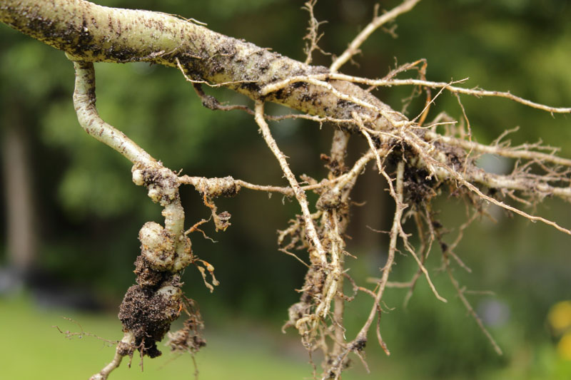 Root knot Nematode, Root-knot Nematode