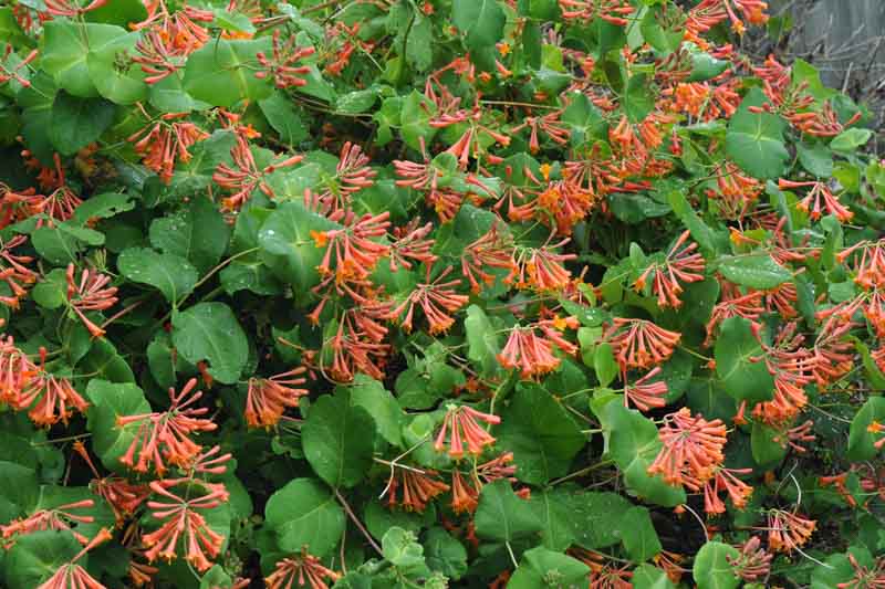 Honeysuckle Dropmore Scarlet, Lonicera Dropmore Scarlet