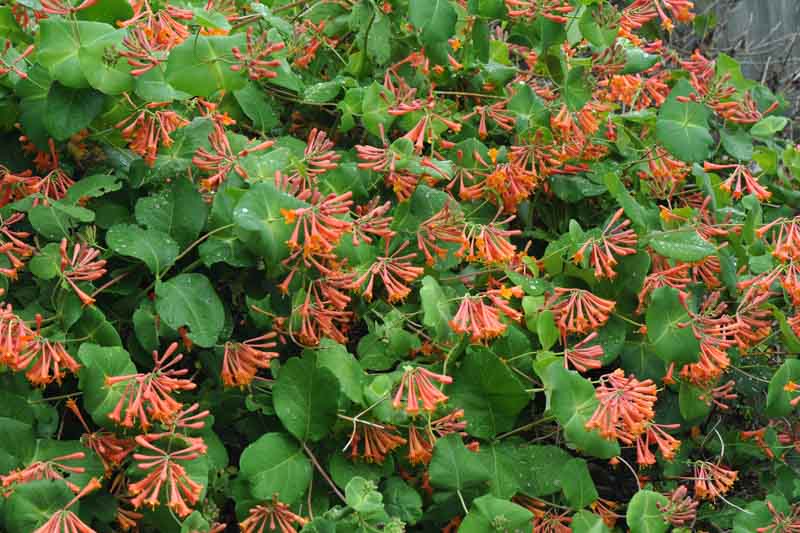 Honeysuckle Dropmore Scarlet, Lonicera Dropmore Scarlet