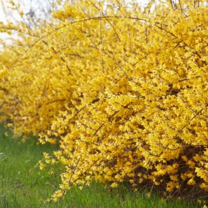 Forsythia,,Yellow,Spring,Flowers,Hedge