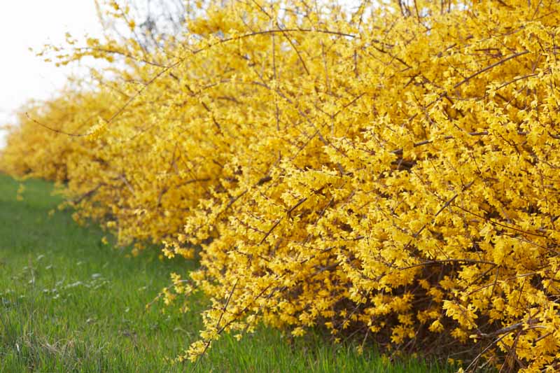 Forsythia,,Yellow,Spring,Flowers,Hedge