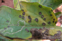 Septoria Leaf Spot