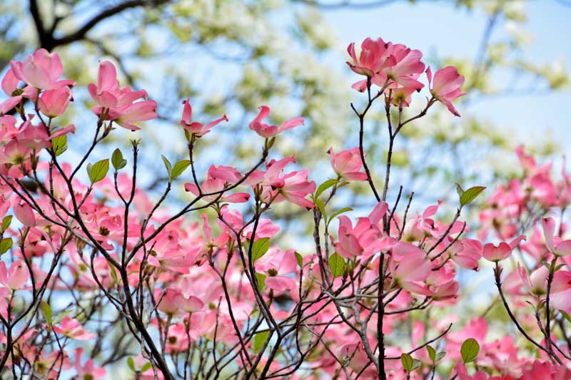 Dogwood, Dogwood Tree, Flowering Dogwood Tree, Pink Dogwood Tree, Cornus florida