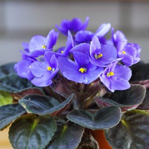 African Violet, Saintpaulia ionantha