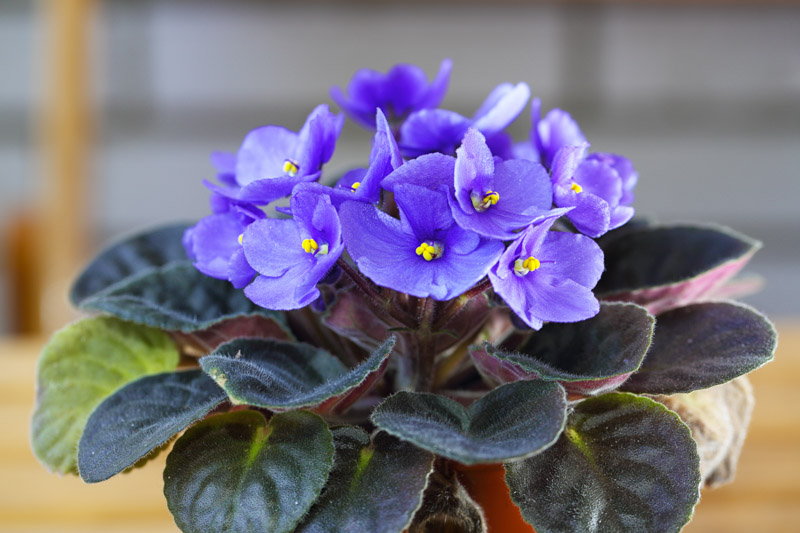 African Violet, Saintpaulia ionantha