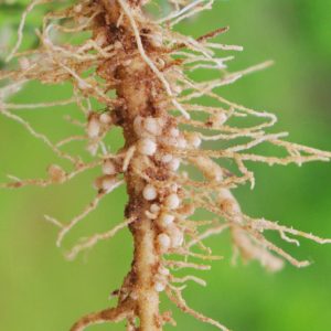 Root knot Nematode, Root-knot Nematode