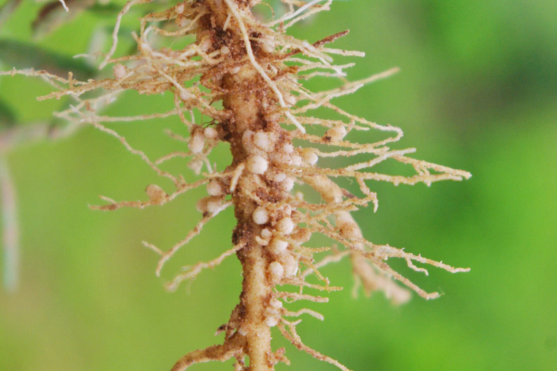 Root knot Nematode, Root-knot Nematode