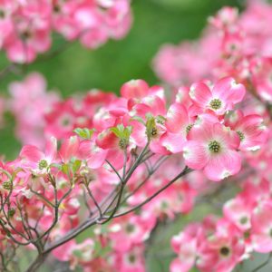 Dogwood, Dogwood Tree, Flowering Dogwood Tree, Pink Dogwood Tree, Cornus florida