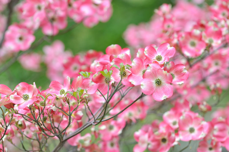 Dogwood, Dogwood Tree, Flowering Dogwood Tree, Pink Dogwood Tree, Cornus florida