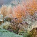 bench, border, Bramble, calamagrostis 'Overdam', Christmas, Clay, Clive Nichols, CORNEL, Cornus, dogwood, FLAME, FROSTED, grasses, RUBUS, seat, SEDUMS, shrub, stpia tenuissima, THIBETANUS, thorn, Warwickshire, winter, wooden, WOODPECKERS