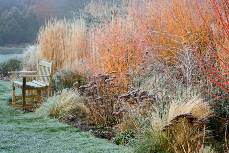 bench, border, Bramble, calamagrostis 'Overdam', Christmas, Clay, Clive Nichols, CORNEL, Cornus, dogwood, FLAME, FROSTED, grasses, RUBUS, seat, SEDUMS, shrub, stpia tenuissima, THIBETANUS, thorn, Warwickshire, winter, wooden, WOODPECKERS