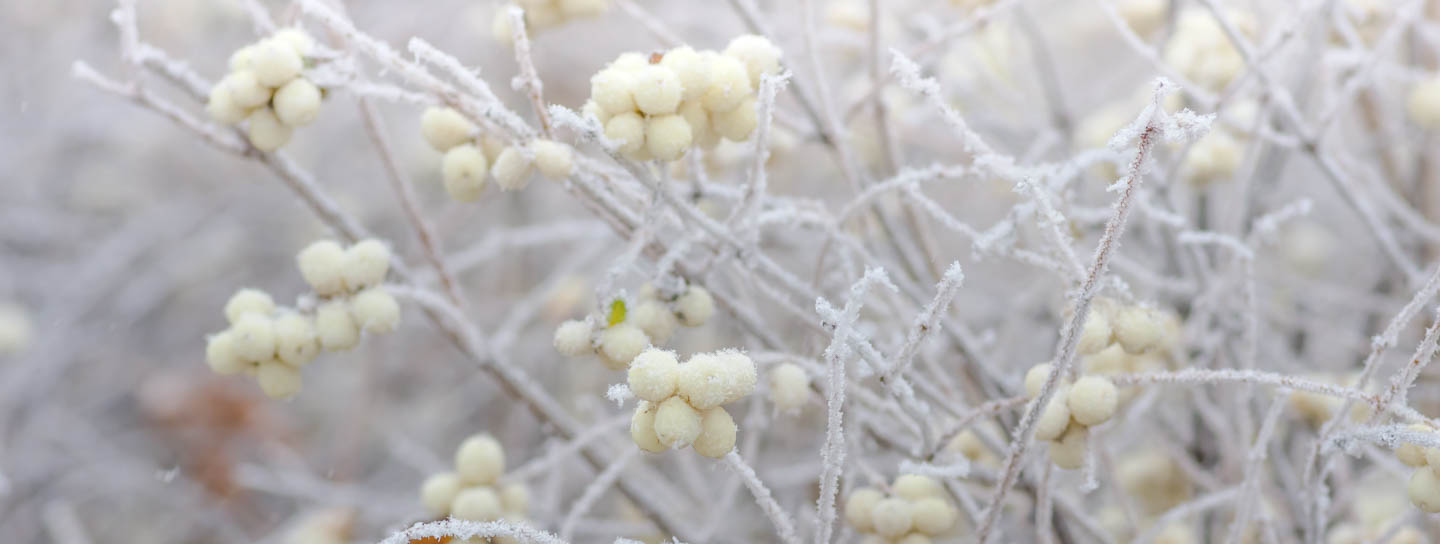 albus, Berry, snowberry, Symphoricarpos