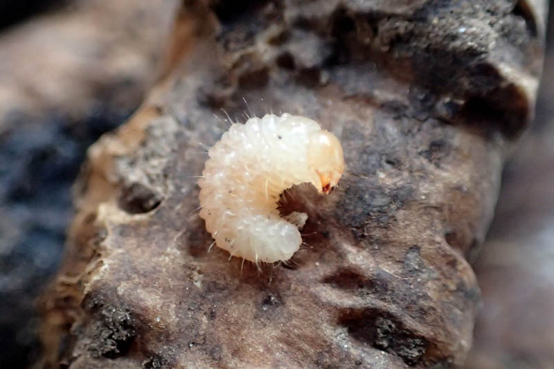 Root Weevil, Otiorhynchus