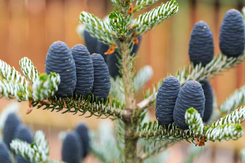 Conifer