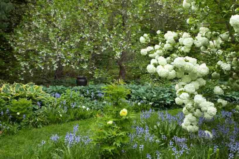 Viburnum macrocephalum , Chinese Snowball Viburnum