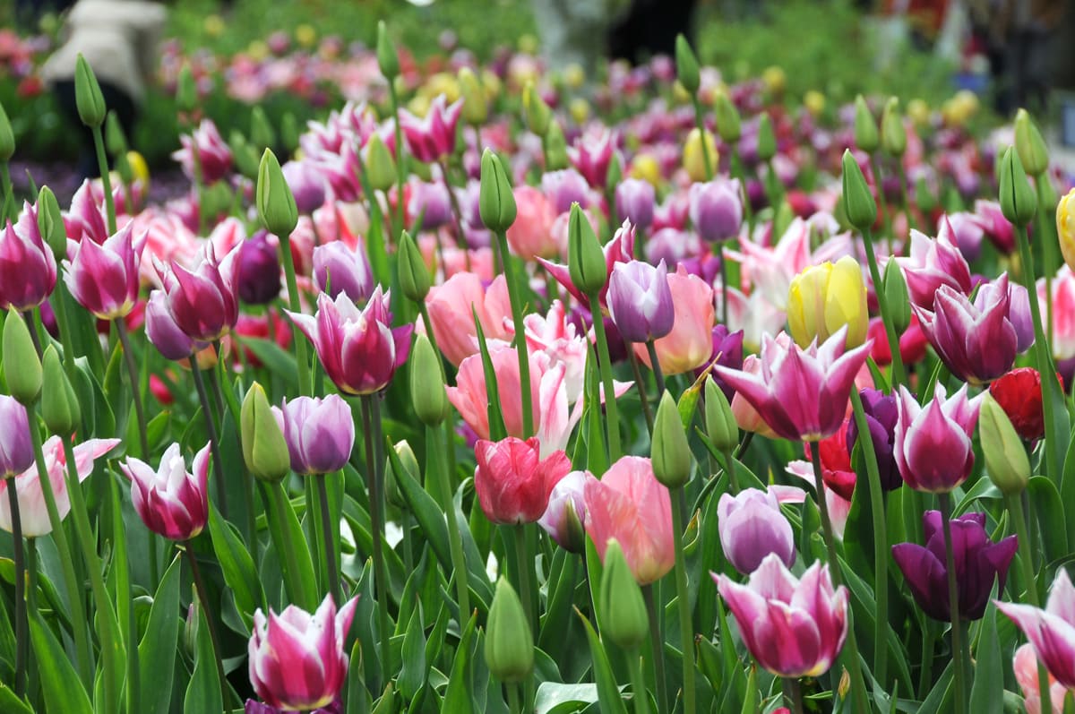 Gardenia.net, Tulips, Spring Garden