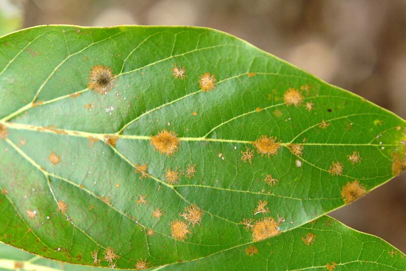 Algal Leaf Spot