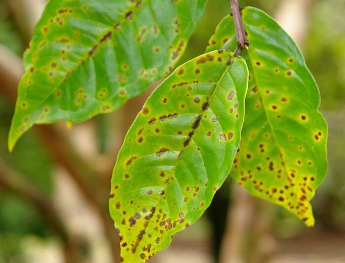 Algal Leaf Spot