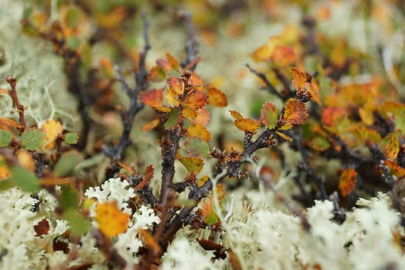 Dwarf Birch, Swamp Birch, Betula nana