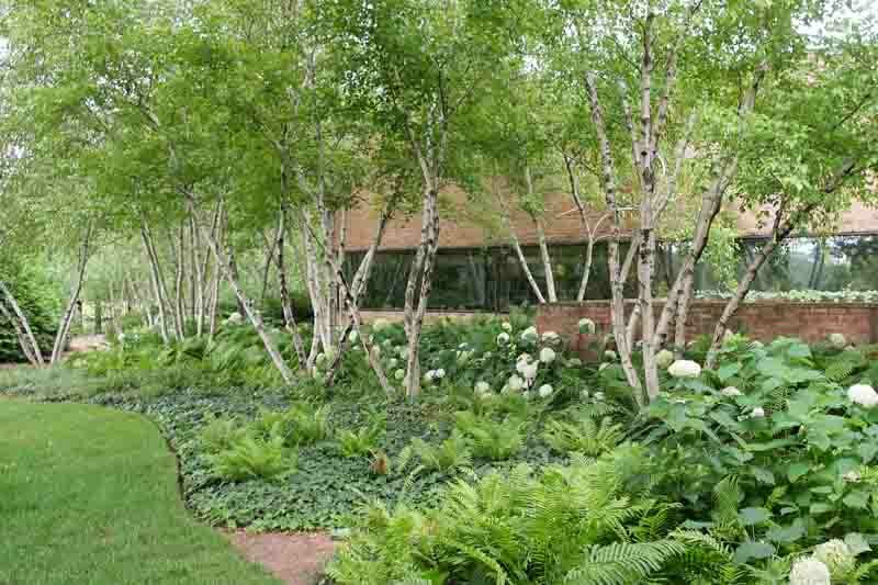 Betula populifolia, Gray Birch