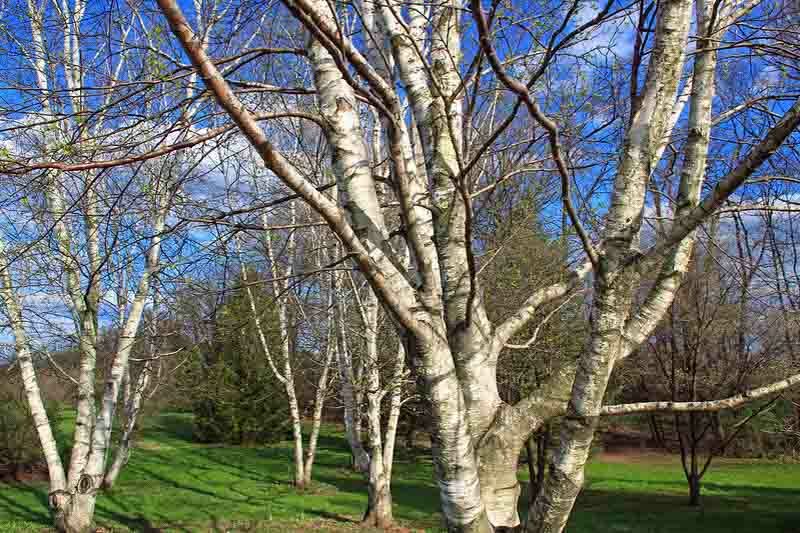 Betula populifolia, Gray Birch