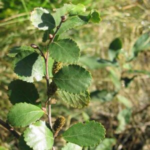 bog birch, swamp birch, betula pumila