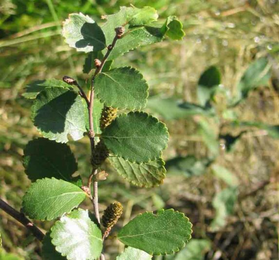 bog birch, swamp birch, betula pumila