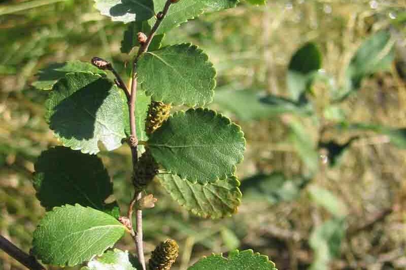bog birch, swamp birch, betula pumila